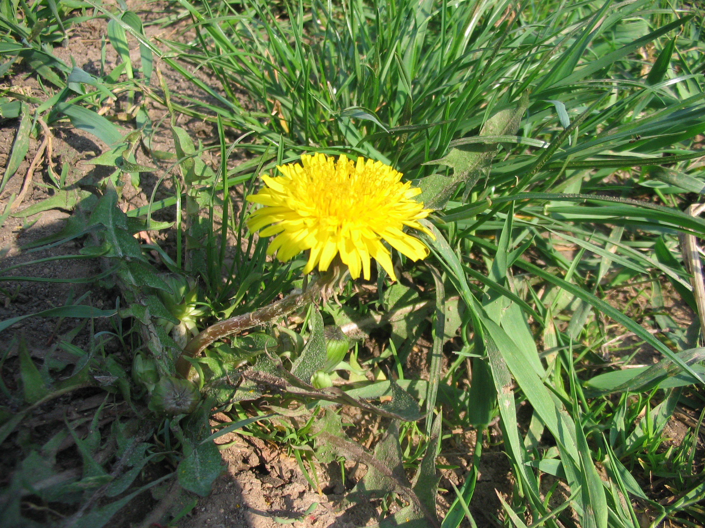 IMG_1032.JPG